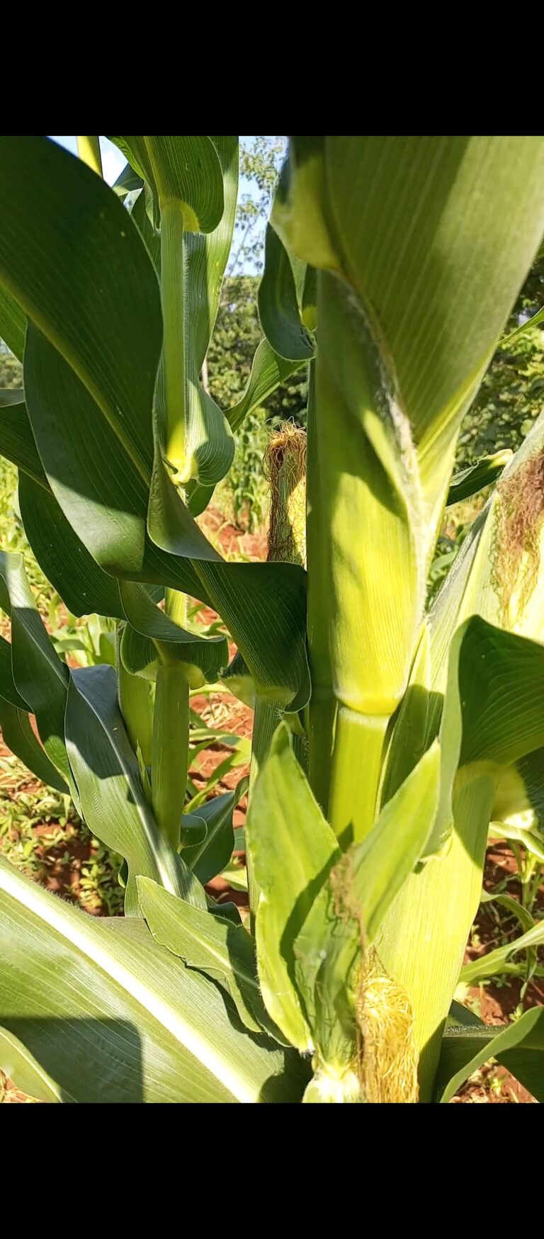 Unlocking Profitable Growth: A Comprehensive Guide to Maize Silage Production and Business Opportunities in Kenya’s Animal Agriculture Sector