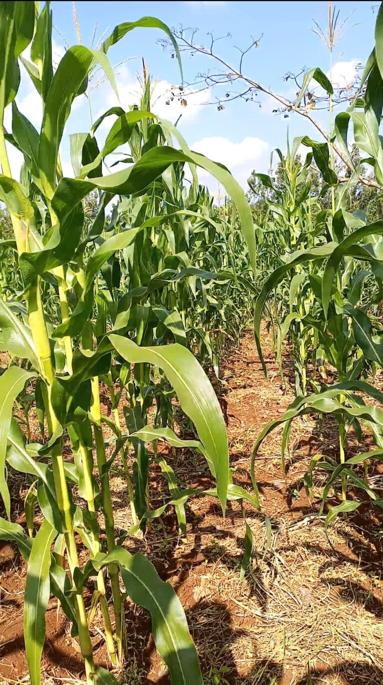 Maximizing Dairy Production Through Effective Maize Silage Making