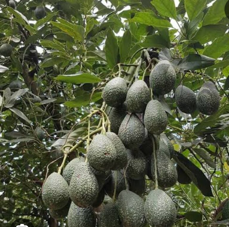 The Green Revolution, Avocado farming in Kenya